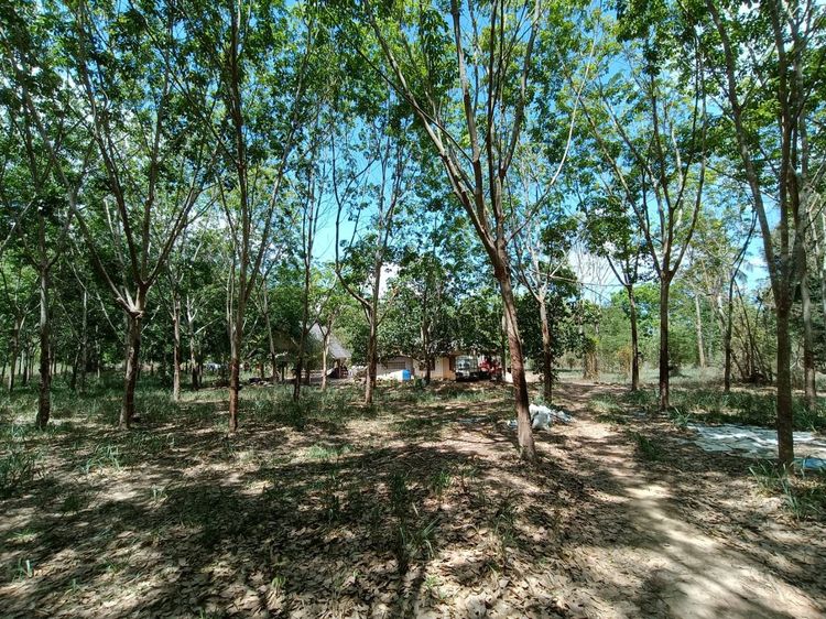 ขายที่ดินแปลงสวย 27-1-73 ไร่ สวนยางพร้อมเก็บผลผลิต ใจกลางบ้านคา ราชบุรี รูปที่ 2