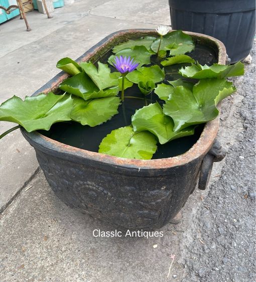 อ่างหลุยส์ เหล็กหล่อสะสม รูปที่ 4