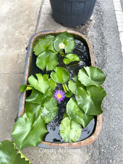 อ่างหลุยส์ เหล็กหล่อสะสม รูปที่ 6