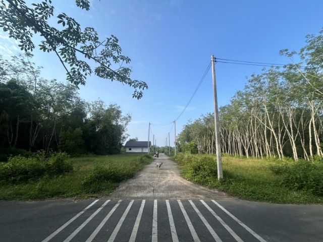 พื้นที่น้ำไม่ท่วม 
ขายที่ดินใกล้สนามบิน 
ม่วงค่อม ควนลัง 