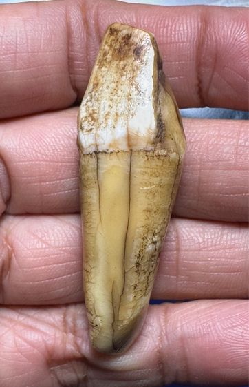 🙏สิงห์ ล.พ.หอม วัดซากหมาก พระผ่านการบูชา🙏เครื่อวราง🙏เหรียญหล่อหลังยันต์ องค์ละ1000 รูปที่ 8