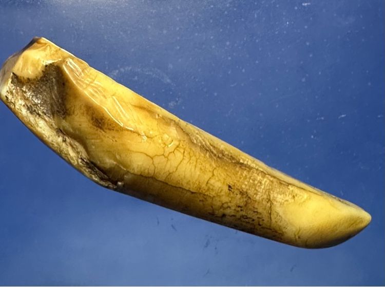 🙏สิงห์ ล.พ.หอม วัดซากหมาก พระผ่านการบูชา🙏เครื่อวราง🙏เหรียญหล่อหลังยันต์ องค์ละ1000 รูปที่ 12