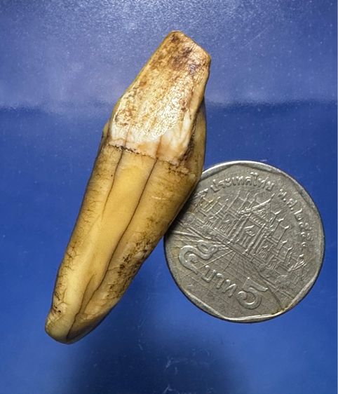 🙏สิงห์ ล.พ.หอม วัดซากหมาก พระผ่านการบูชา🙏เครื่อวราง🙏เหรียญหล่อหลังยันต์ องค์ละ1000 รูปที่ 13