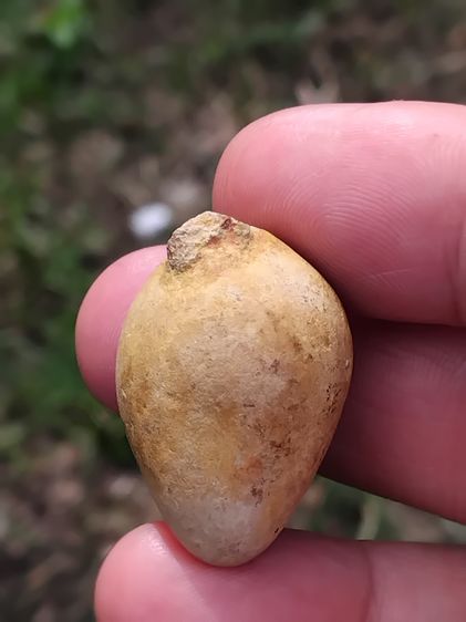 คตผลไม้ กลายเป็นหิน ผิวสีเทาอมน้ำตาล ขนาด 3 ซม กลมมนรี ผิวแห้งเหี่ยว มีรอยเด็ดจากขั่วให้เห็น มีน้ำหนัก เก่า แท้ แปลก หายาก พุทธคุณโดดเด่นทาง รูปที่ 3