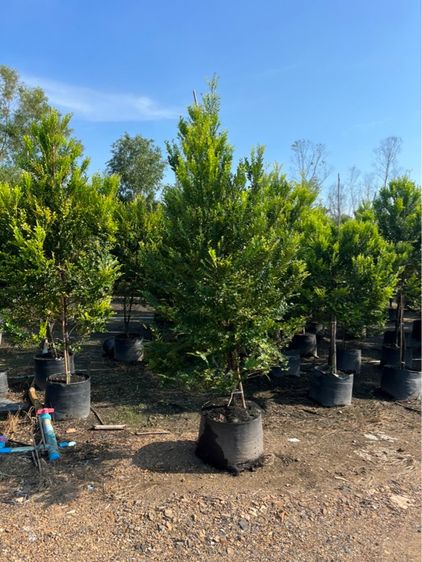 ต้นเเคนา รูปที่ 3