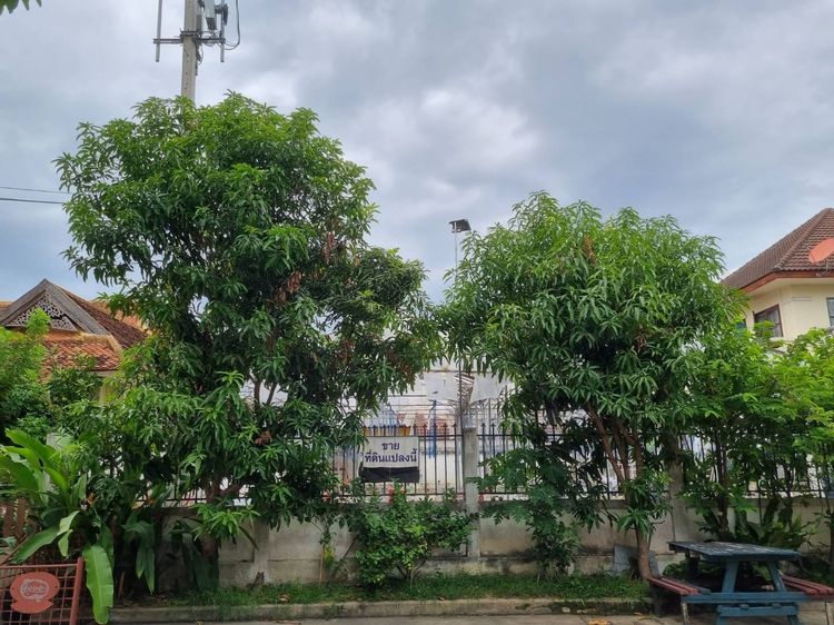 ที่ดิน เชียงใหม่ หางดง 73 ตร.วา รูปที่ 2