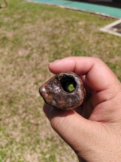 ตะกรุด จารมือ เนื้อผง ผิวสีน้ำตาลเข้ม ขนาด 4 นิ้ว ผิวมัน แห้งเหี่ยว แข็ง มีน้ำหนัก เก่า แท้ แปลก หายาก ไม่รู้ที่  พุทธคุณโดดเด่นทางด้าน เมตต รูปที่ 4