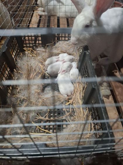 กระต่ายสายพันธ์เนื้อ นิวซีแลนไวน์ รูปที่ 6