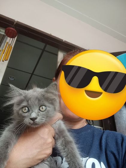 แมวเปอร์เซีย