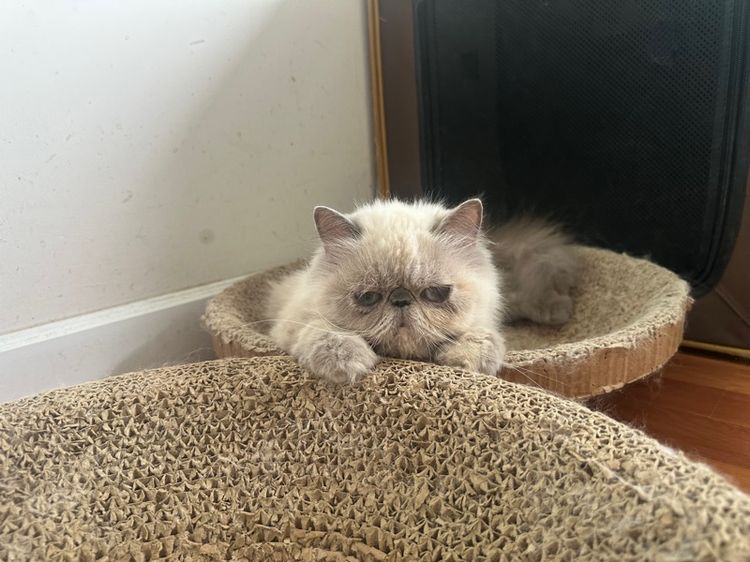 แมวหิมาลายันเปอร์เซียร์exoticตาสีฟ้า รูปที่ 7