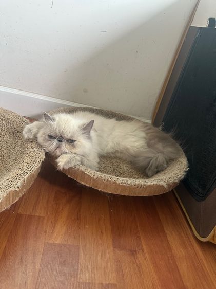 แมวหิมาลายันเปอร์เซียร์exoticตาสีฟ้า รูปที่ 5