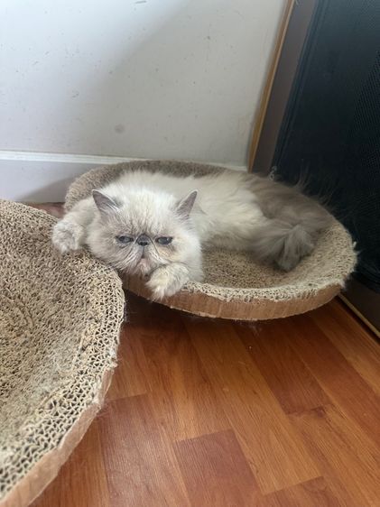 แมวหิมาลายันเปอร์เซียร์exoticตาสีฟ้า รูปที่ 4