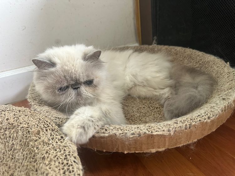 แมวหิมาลายันเปอร์เซียร์exoticตาสีฟ้า รูปที่ 2