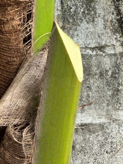 มีดกรูข่า Cold steel carbon v  USA  รูปที่ 7