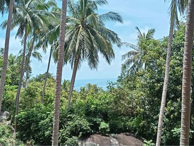 ขายที่ซีวิวเกาะสมุย 5ไร่ ที่สวยเห็นทะเล