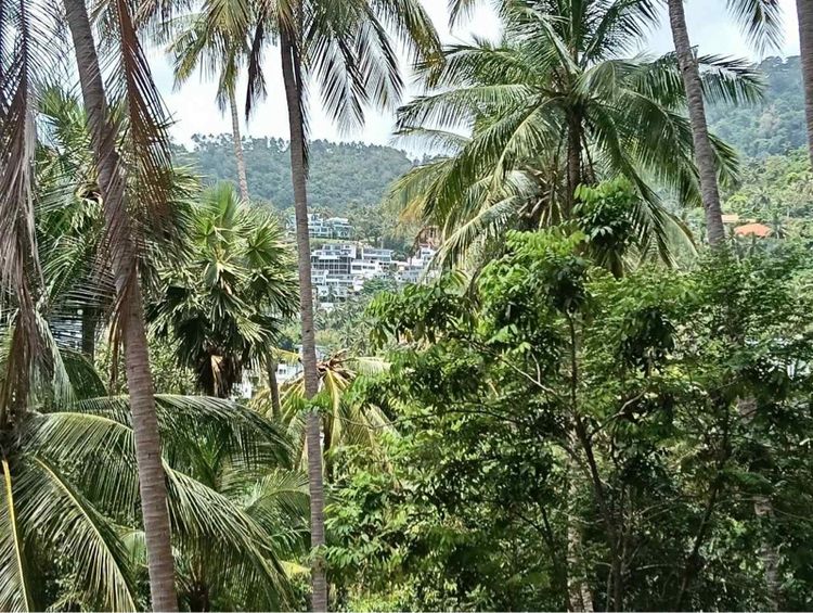 ขายที่ซีวิวเกาะสมุย 5ไร่ ที่สวยเห็นทะเล รูปที่ 2