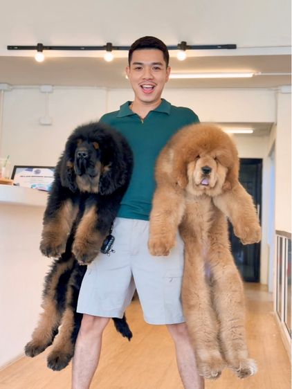 ลูกสุนัขทิเบตันแมสทีฟฟ์ นำเข้า พร้อมใบ