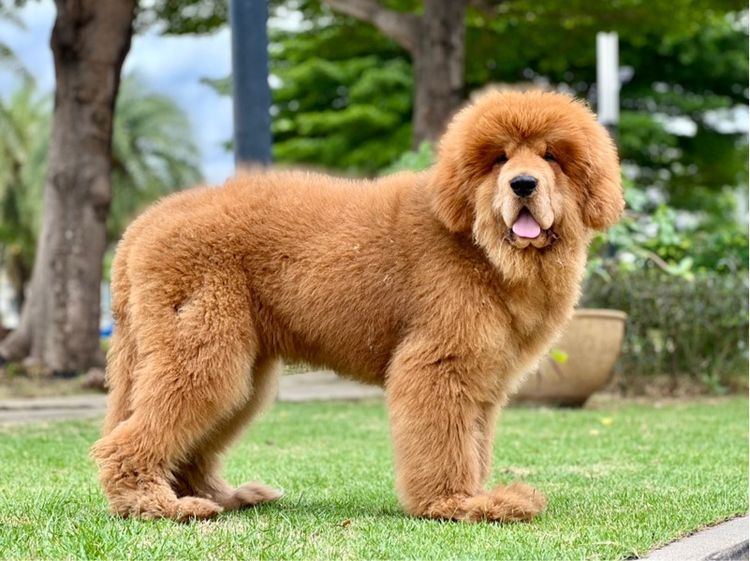 ลูกสุนัขทิเบตันแมสทีฟฟ์ นำเข้า พร้อมใบ รูปที่ 10