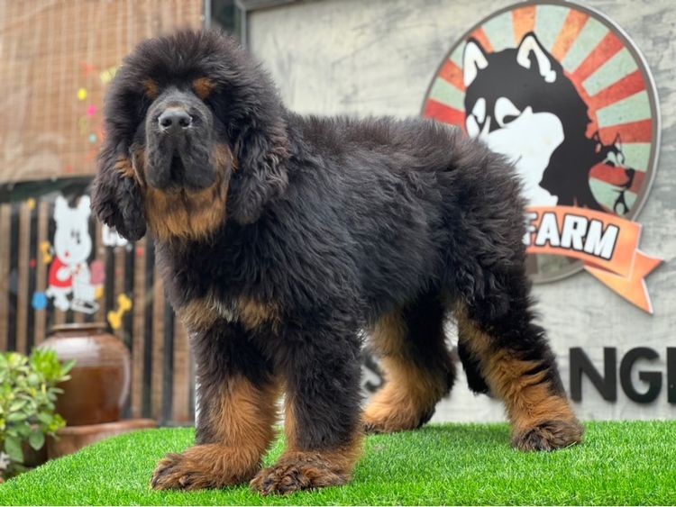 ลูกสุนัขทิเบตันแมสทีฟฟ์ นำเข้า พร้อมใบ รูปที่ 6