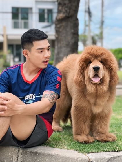 ลูกสุนัขทิเบตันแมสทีฟฟ์ นำเข้า พร้อมใบ รูปที่ 8
