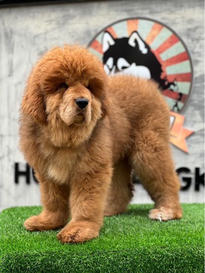 ลูกสุนัขทิเบตันแมสทีฟฟ์ นำเข้า พร้อมใบ รูปที่ 5