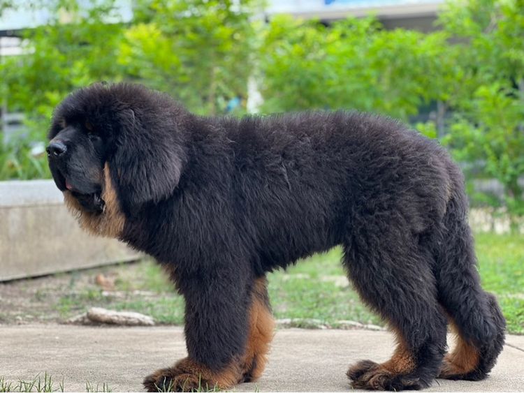 ลูกสุนัขทิเบตันแมสทีฟฟ์ นำเข้า พร้อมใบ รูปที่ 14