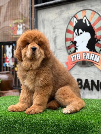 ลูกสุนัขทิเบตันแมสทีฟฟ์ นำเข้า พร้อมใบ รูปที่ 4