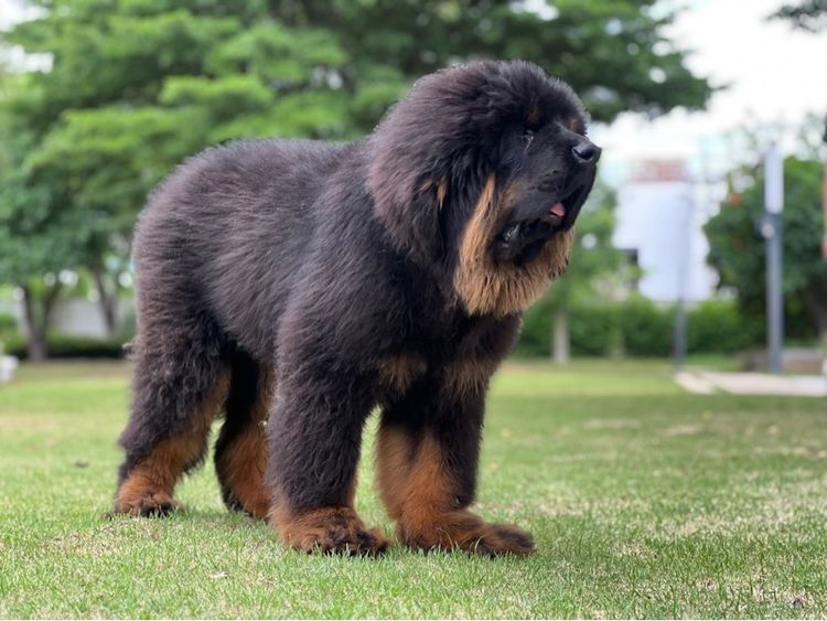 ลูกสุนัขทิเบตันแมสทีฟฟ์ นำเข้า พร้อมใบ รูปที่ 12