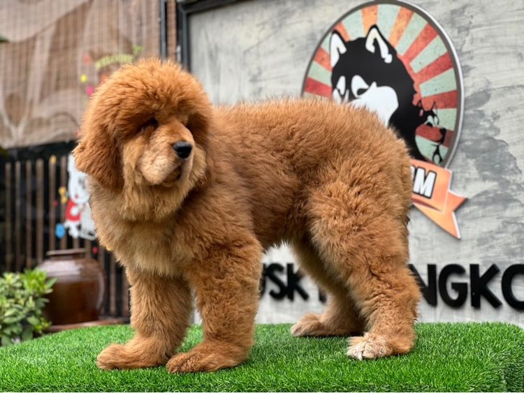 ลูกสุนัขทิเบตันแมสทีฟฟ์ นำเข้า พร้อมใบ รูปที่ 3
