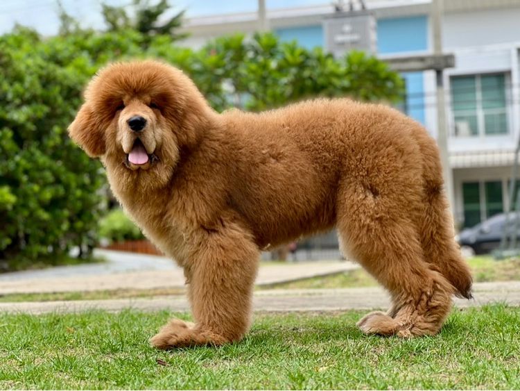 ลูกสุนัขทิเบตันแมสทีฟฟ์ นำเข้า พร้อมใบ รูปที่ 9