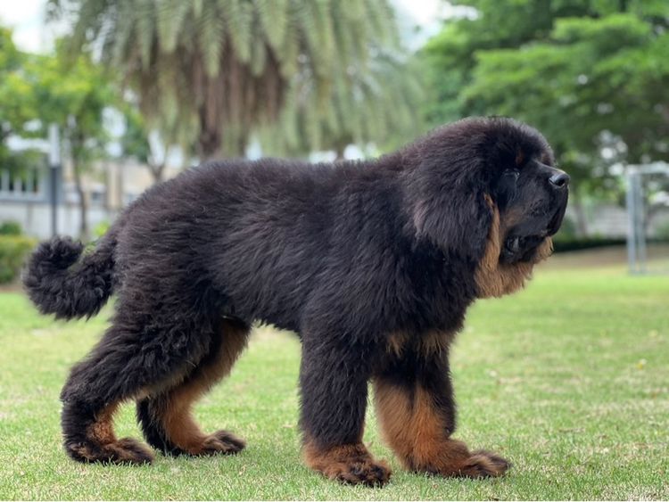 ลูกสุนัขทิเบตันแมสทีฟฟ์ นำเข้า พร้อมใบ รูปที่ 11