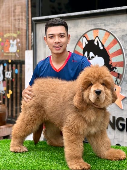 ลูกสุนัขทิเบตันแมสทีฟฟ์ นำเข้า พร้อมใบ รูปที่ 2