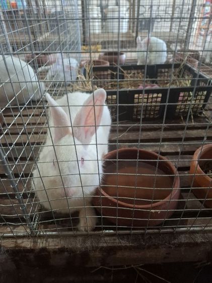 กระต่ายสายพันธ์เนื้อ นิวซีแลนไวน์ รูปที่ 9