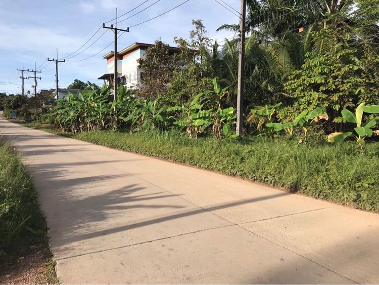 ขายที่ดิน สวน ชุมพร