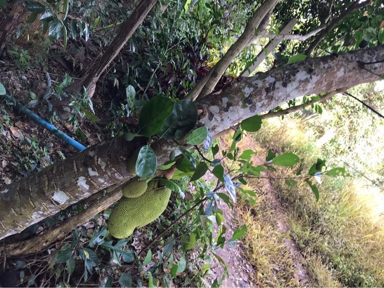 ขายที่ดิน สวน ชุมพร รูปที่ 3