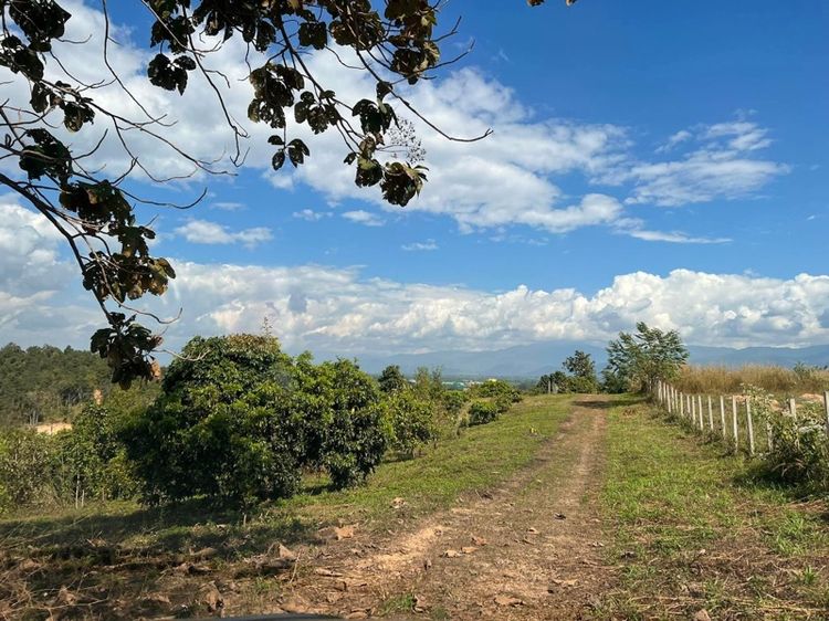 ที่ดินเชียงใหม่ พร้าว รูปที่ 2