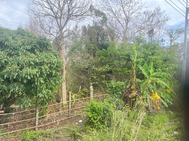 ที่ดินเชียงใหม่ สวนลำไย รูปที่ 2