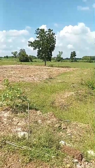 ที่ดิน 2ไร่ 2งาน 86 ตารางวา จ.ชัยนาท รูปที่ 4