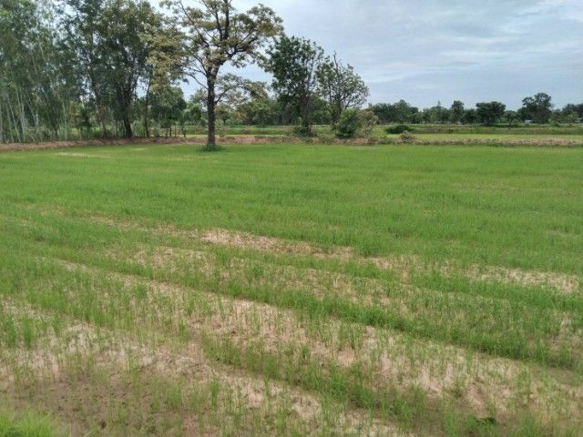 ขายที่นาโฉนดน.ส.4จ 5ไร่1งาน33ตรว. ห่างจากตัวเมืองวาปีปทุม 5กิโลเมตร  เหมาะสำหรับทำบ้านสวนหรือโคกหนองนา รูปที่ 3