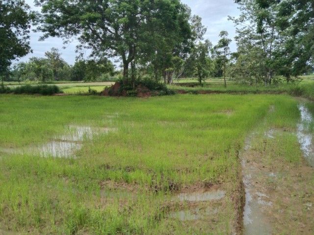 ขายที่นาโฉนดน.ส.4จ 5ไร่1งาน33ตรว. ห่างจากตัวเมืองวาปีปทุม 5กิโลเมตร  เหมาะสำหรับทำบ้านสวนหรือโคกหนองนา รูปที่ 4