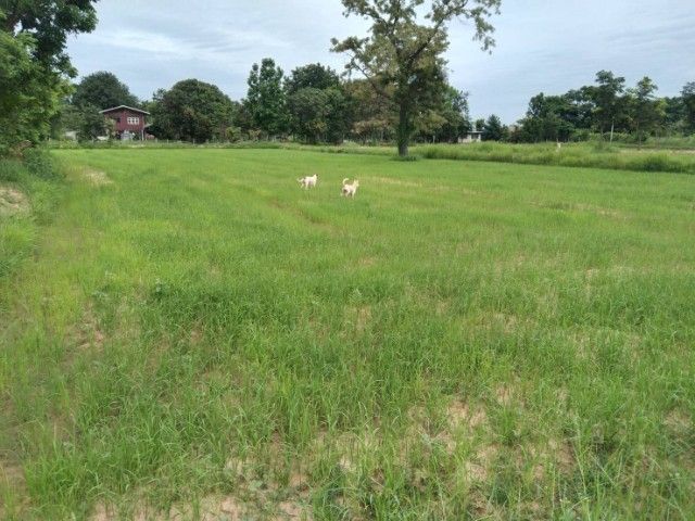 ขายที่นาโฉนดน.ส.4จ 5ไร่1งาน33ตรว. ห่างจากตัวเมืองวาปีปทุม 5กิโลเมตร  เหมาะสำหรับทำบ้านสวนหรือโคกหนองนา รูปที่ 2