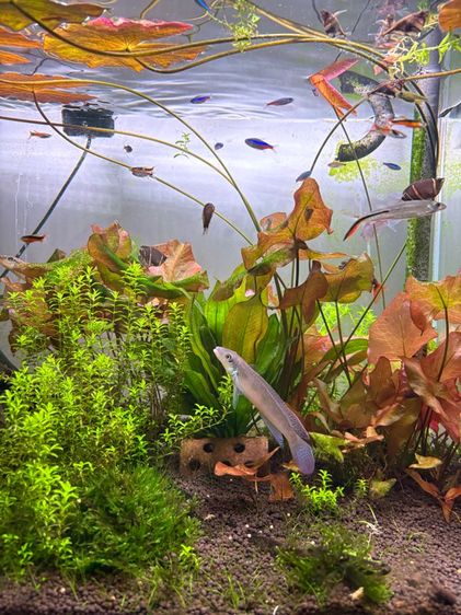 tropical fish รูปที่ 5