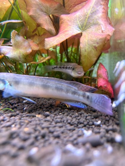 tropical fish รูปที่ 2