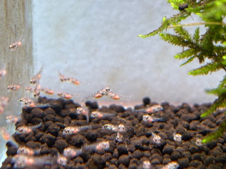 tropical fish รูปที่ 4