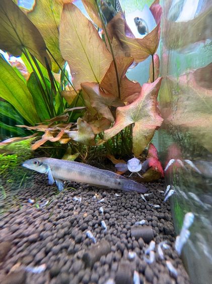 tropical fish รูปที่ 3