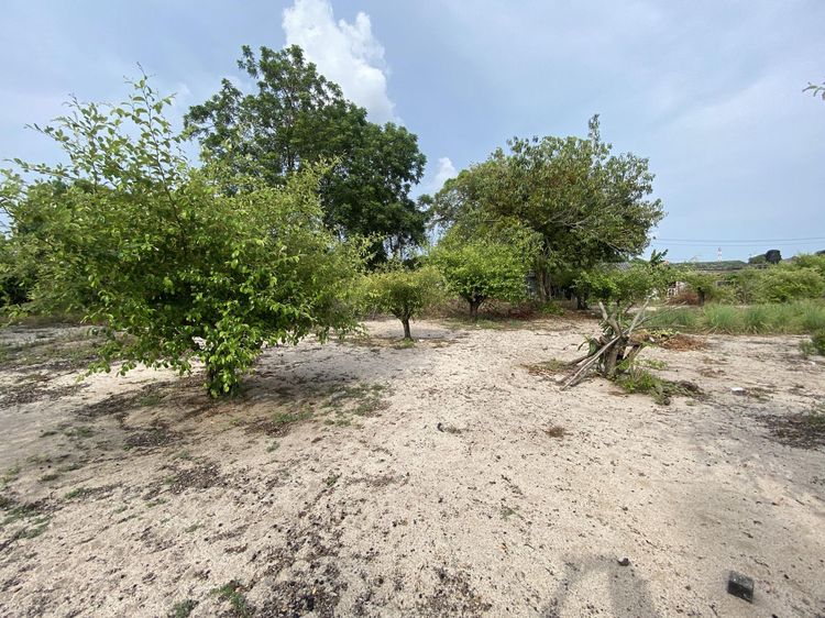 ใช่ 💖 ที่ดิน เมืองระยอง ราคาพิเศษ! 💖 รูปที่ 3