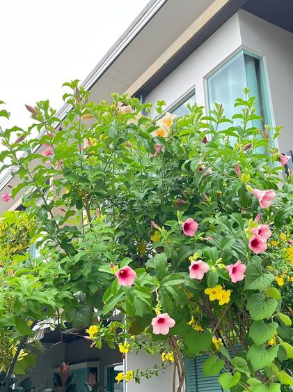 Land and Houses ตกแต่งครบ สร้างเสร็จก่อน 2010 ขายทาวน์เฮ้า 2 ชั้นหลังมุม ติดหน้าสวน อินดี้ศรีนครินทร์ ศรีด่าน 22 (พัฒนาชุมชน6) รูปที่ 3