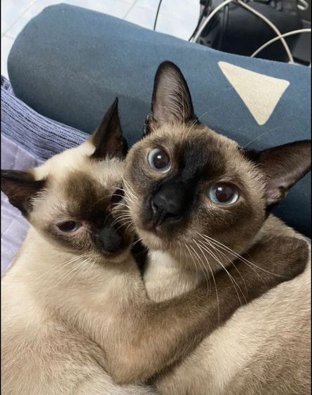 แมววิเชียรมาศพร้อมย้าย รูปที่ 16