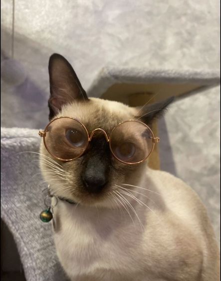 แมววิเชียรมาศพร้อมย้าย รูปที่ 12