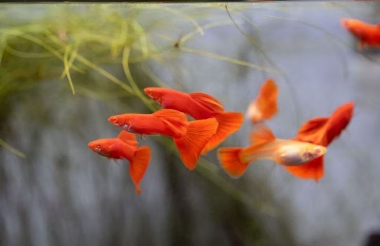 ปลาหางนกยูง albino full red ฟลูเรด รูปที่ 2
